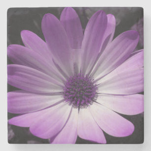 Lila Daisy Flower Stone Underlägg Sten