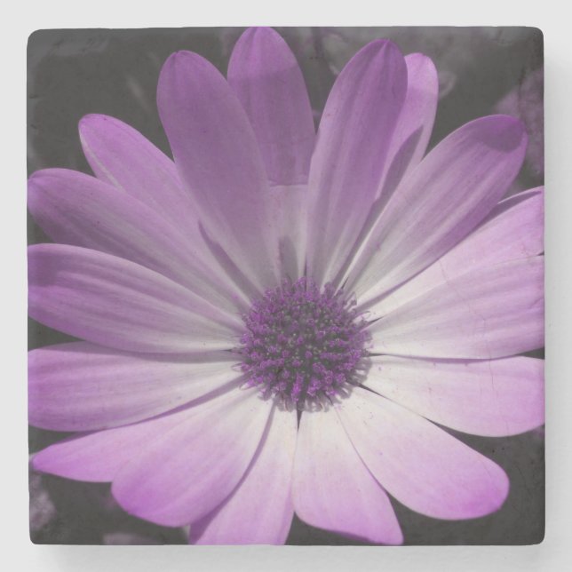 Lila Daisy Flower Stone Underlägg Sten (Framsidan)
