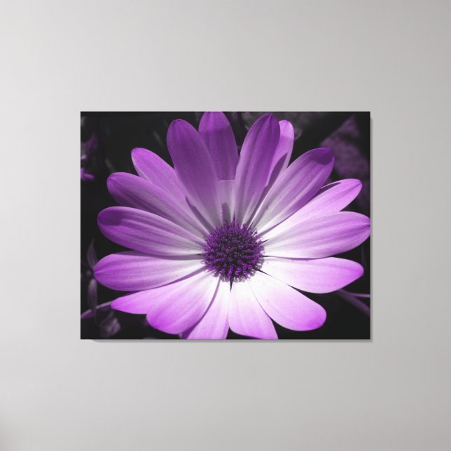 Lila Daisy Kanvastryck blomma (Framsida)