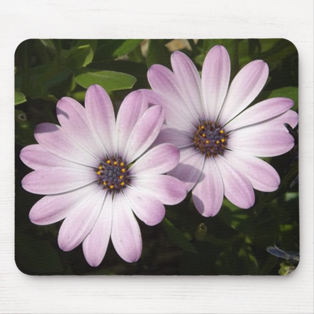 Lila Daisy Musmatta (Framsidan)