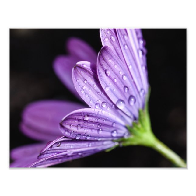 Lila Daisy Osteospermum Flower Fototryck (Framsidan)