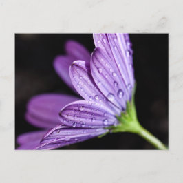 Lila Daisy Osteospermum Flower Vykort