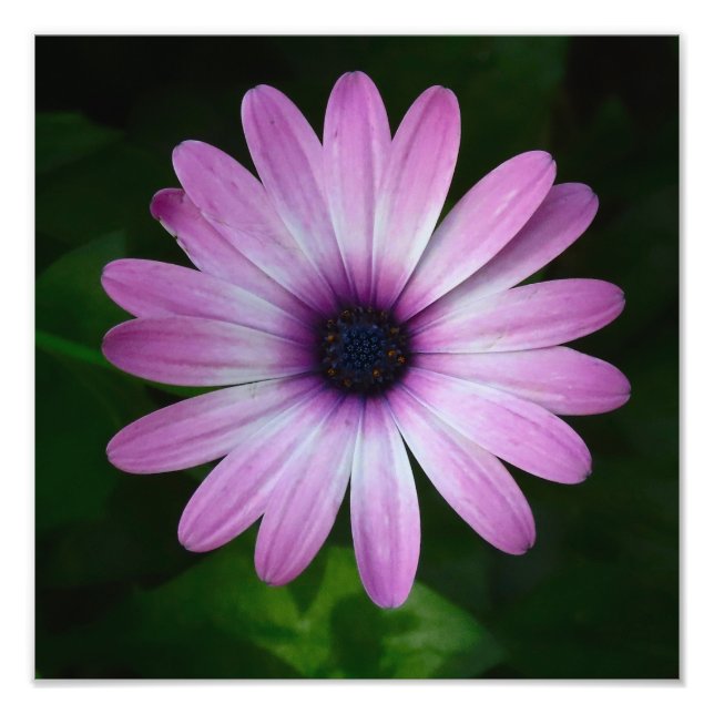 Lila Daisy Photo Wallart Fototryck (Framsidan)