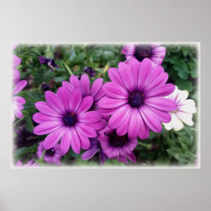 Lila daisy poster
