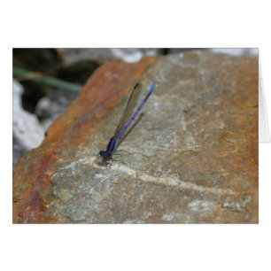 Lila Damselfly Nature Fotography Card OBS Kort