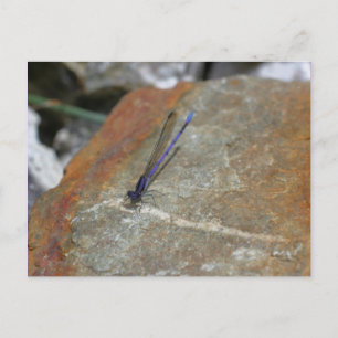 Lila Damselfly Nature Fotography Postcard Vykort