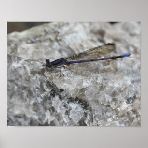 Lila Damselfly on Quartz Sten Insekt Poster