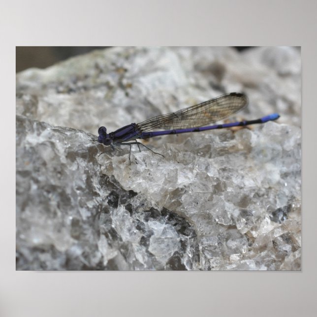 Lila Damselfly on Quartz Sten Insekt Poster (Framsidan)
