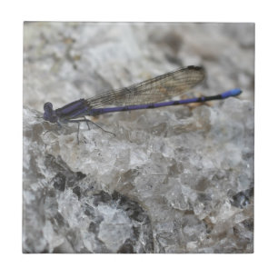 Lila Damselfly på kvartz natur Kakelplatta