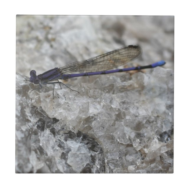 Lila Damselfly på kvartz natur Kakelplatta (Framsidan)