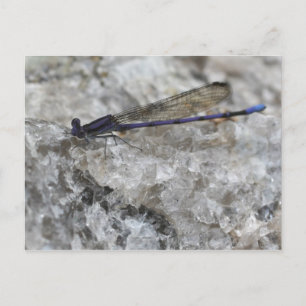 Lila Damselfly på Quartz Sten natur Vykort