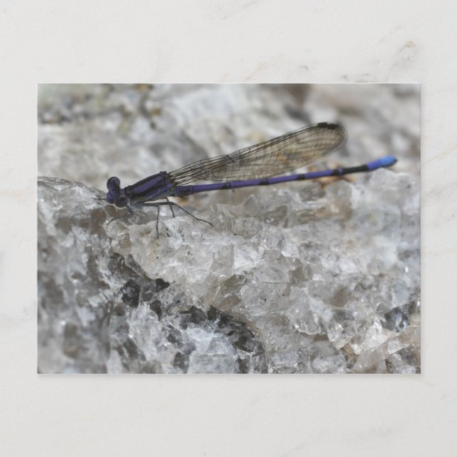 Lila Damselfly på Quartz Sten natur Vykort (Framsida)