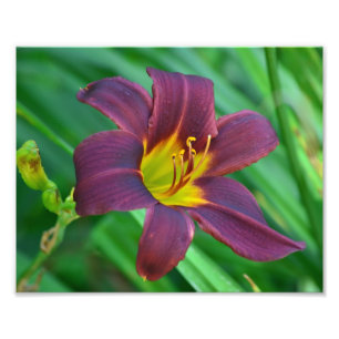 Lila Daylily Photo Print Fototryck