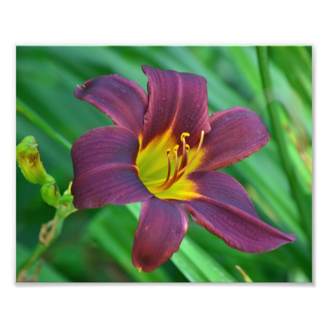 Lila Daylily Photo Print Fototryck (Framsidan)