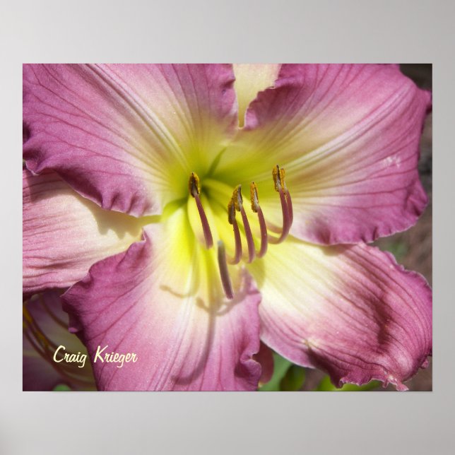 Lila Daylily Poster (Framsidan)