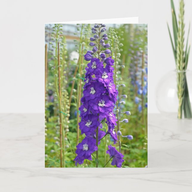 Lila delphinium-blommor Skriv ut hälsningskort Kort (Framsida)