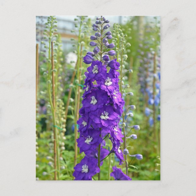 Lila delphinium-blommor Skriv ut vykort (Framsida)