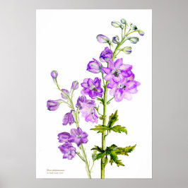 Lila delphinium botaniska bror poster utskrift