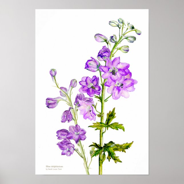 Lila delphinium botaniska bror poster utskrift (Framsidan)