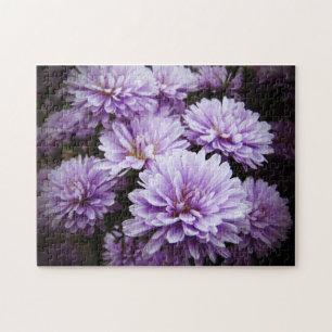 Lila Dimma Chrysanthemums Pussel