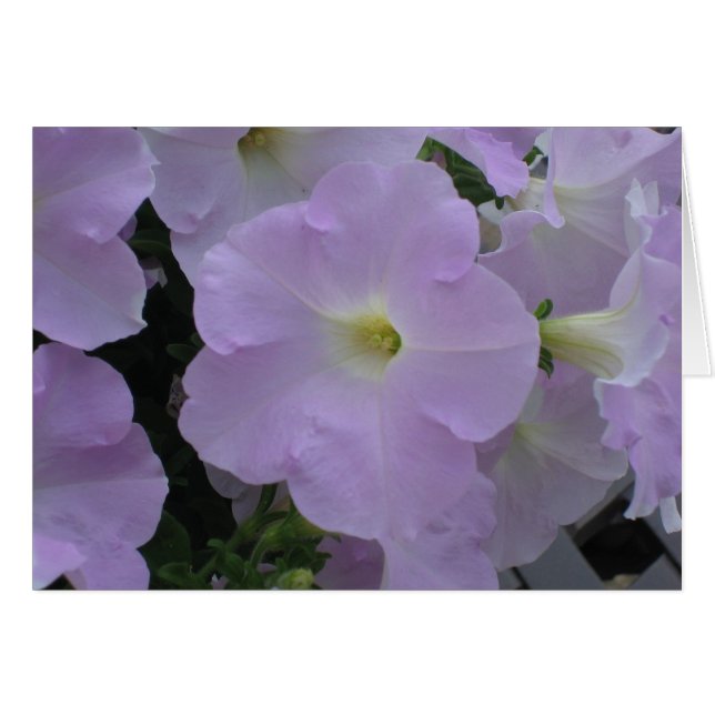 Lila Dimma Hälsningskort (Framsidan Horizontal)