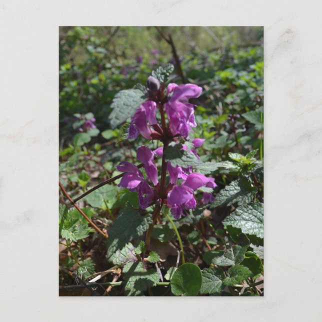 Lila dövnäcka (Lamium purpureum) i blom Vykort (Framsida)