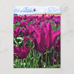 Lila Dream Tulips Vykort