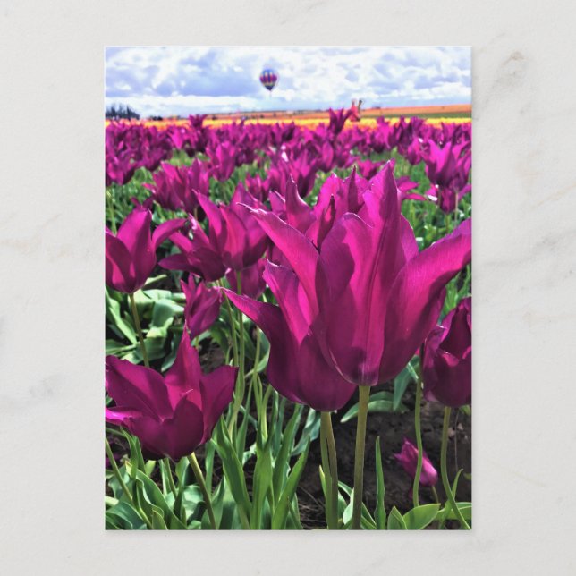 Lila Dream Tulips Vykort (Framsida)