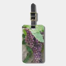 Lila druvor på vinet