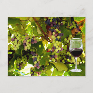 Lila druvor som växer på vinet med Wineglass Vykort