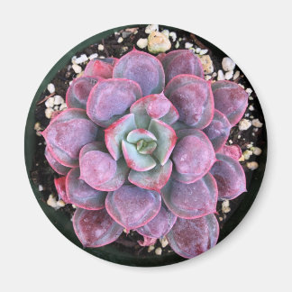 Lila Echeveria Raindrops Succulent Magnet