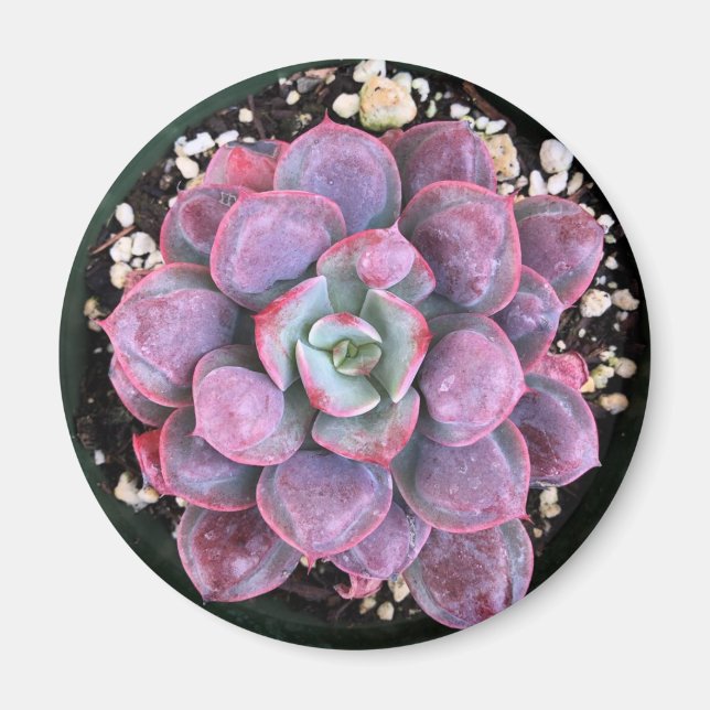 Lila Echeveria Raindrops Succulent Magnet (Framsidan)