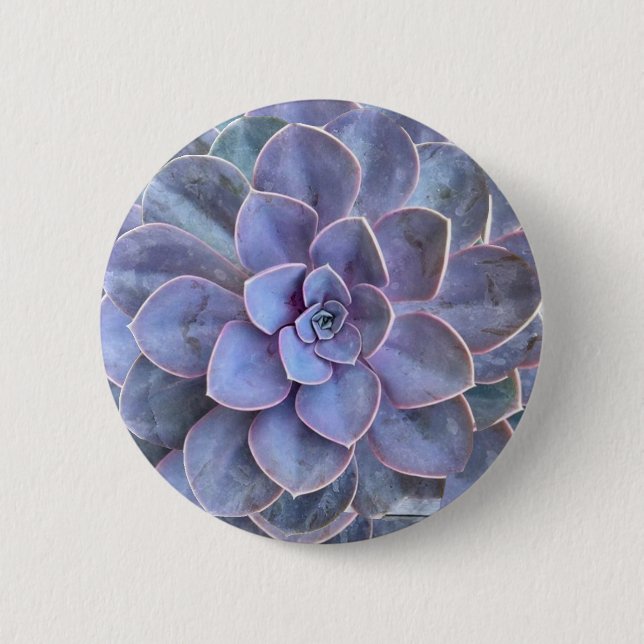 Lila Echeveria Succulents Knapp (Framsida)