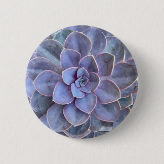 Lila Echeveria Succulents Knapp