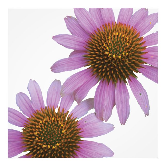 Lila Echinacea Fototryck (Framsidan)