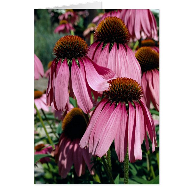 Lila, echinacea purpurea hälsningskort (Framsidan)