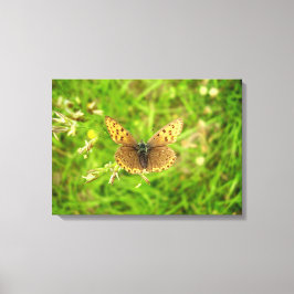 Lila Edged Copper Butterfly Kanvastryck