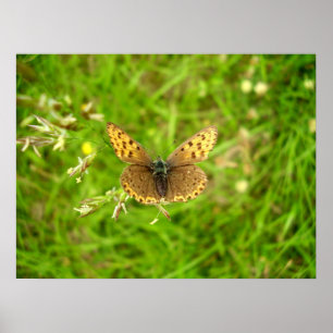Lila Edged Copper Butterfly Poster