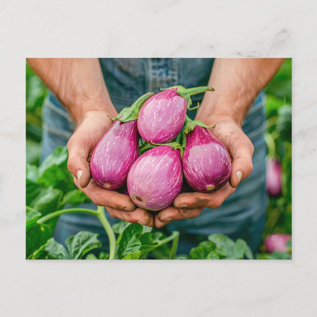 Lila EggPlant i Organic Garden Helg Vykort (Framsida)