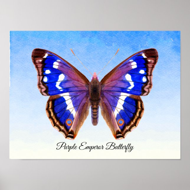 Lila Emperor Butterfly Watercolor Painting Skriv u Poster (Framsidan)