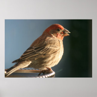 Lila Finch Bird Photo Print Poster