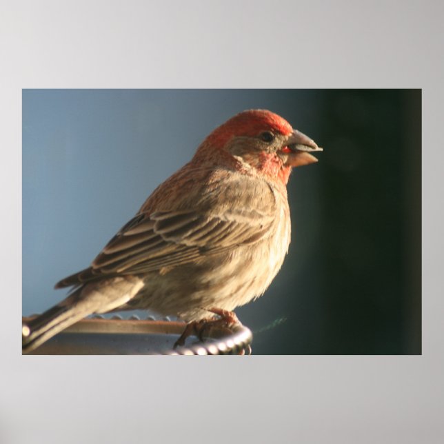 Lila Finch Bird Photo Print Poster (Framsidan)