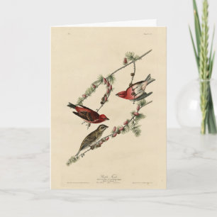 Lila Finch - John J. Audubon's Birds of America Kort