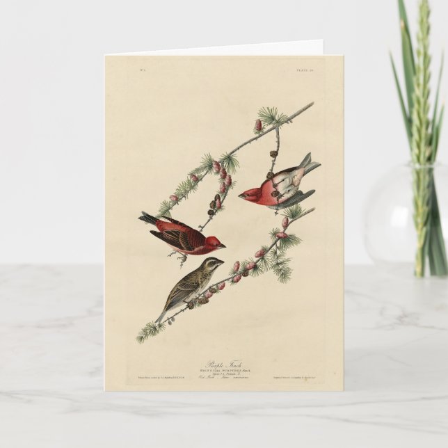 Lila Finch - John J. Audubon's Birds of America Kort (Framsida)