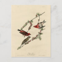 Lila Finch - John J. Audubon's Birds of America