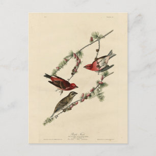 Lila Finch - John J. Audubon's Birds of America Vykort