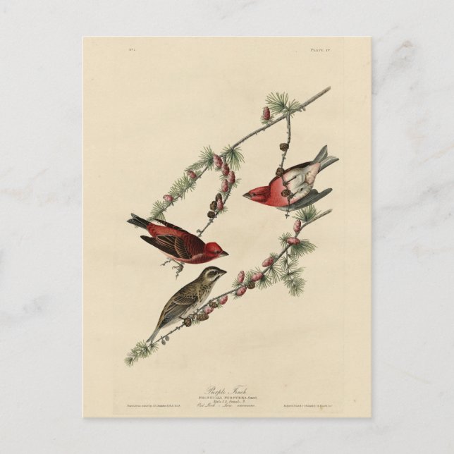 Lila Finch - John J. Audubon's Birds of America Vykort (Framsida)