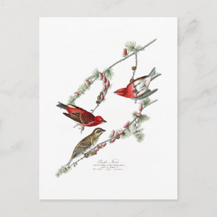 Lila Finch John James Audubon Birds of America Vykort