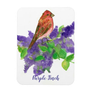 Lila Finch Lilacs Watercolor Flowers Magnet