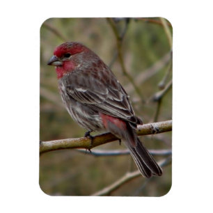 Lila Finch Magnet